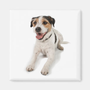 Aimant puppie