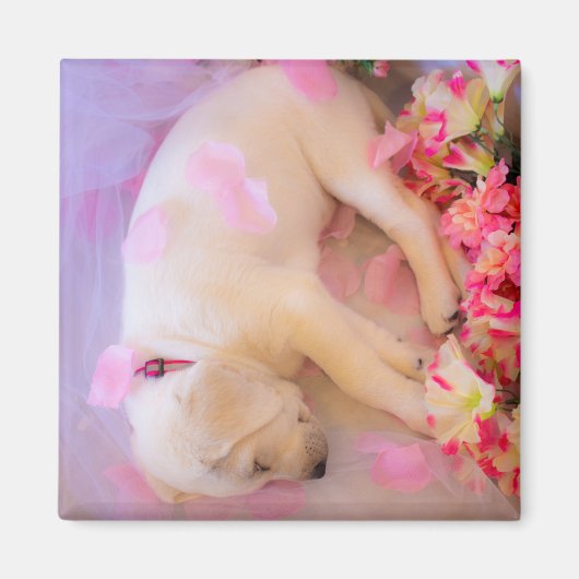 Aimant Puppy cuddles 02 (Devant)