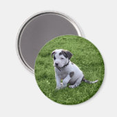 Aimant Puppy Pit Bull T-Bone (Recto/Verso)