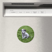 Aimant Puppy Pit Bull T-Bone (In Situ (Lave-vaisselle))