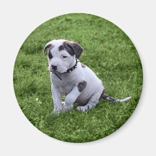 Aimant Puppy Pit Bull T-Bone (Devant)