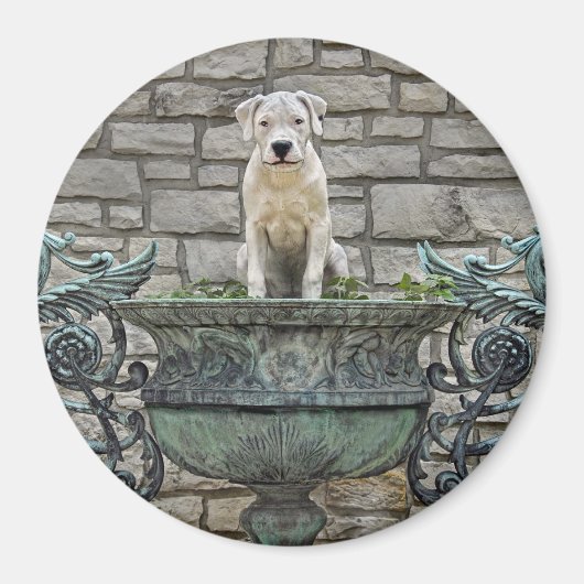 Aimant Puppy Royal (Devant)