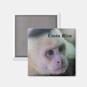 Aimant Pura vida pour singe capucin à tête blanche (Recto/Verso)