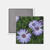 Aimant Purple/Blue-Daisy-Magnet (Recto/Verso)