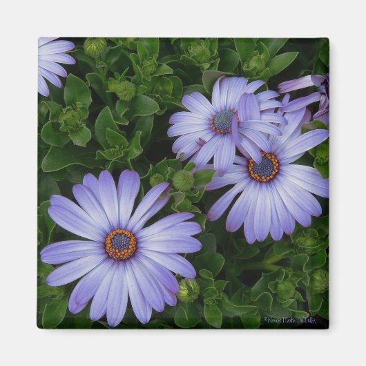 Aimant Purple/Blue-Daisy-Magnet (Devant)