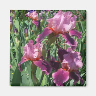 Aimant Purple Irises Printemps Floral
