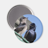 Aimant Purple Martin Mates (Recto/Verso)