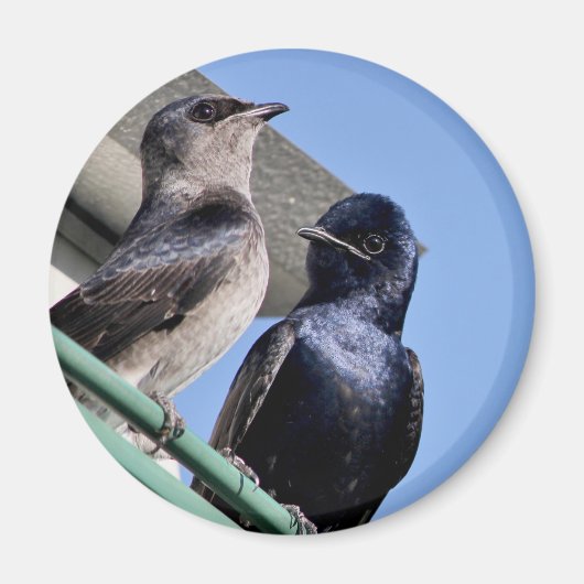 Aimant Purple Martin Mates (Devant)