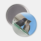 Aimant Purple Martin Mates (Recto/Verso)