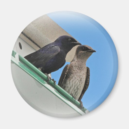 Aimant Purple Martin Mates (Devant)