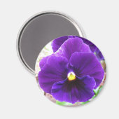 Aimant Purple Pansy (Recto/Verso)