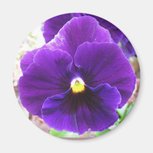 Aimant Purple Pansy