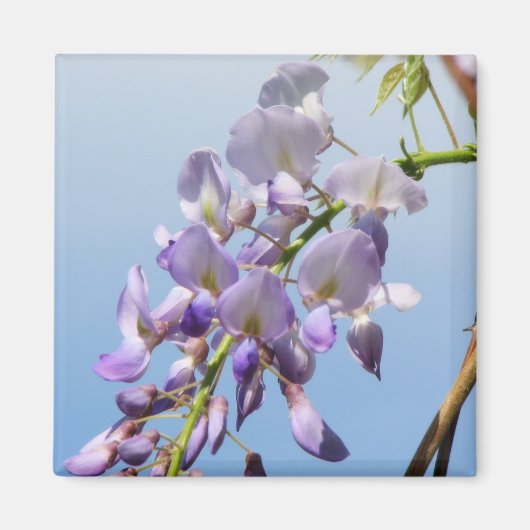 Aimant Purple Wisteria (Devant)