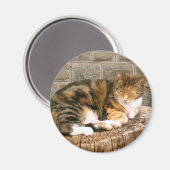 Aimant Pussels - Chat sur une souche (Recto/Verso)