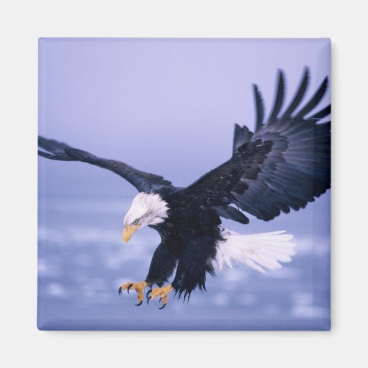 Aimant Pygargue à tête blanche atterrissant, ailes déploy (Devant)