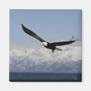 Aimant Pygargue à tête blanche en vol, Haliaeetus leucoce