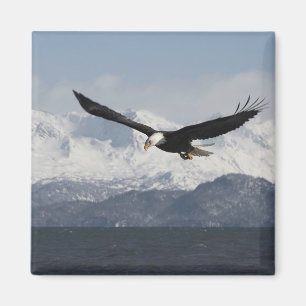 Aimant Pygargue à tête blanche en vol, Haliaeetus leucoce