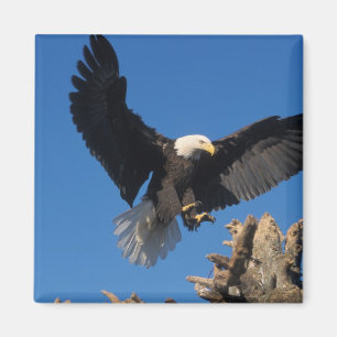 Aimant pygargue à tête blanche, Haliaeetus leuccocephalus