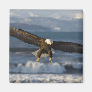 Aimant Pygargue à tête blanche, Haliaeetus leucocephalus,