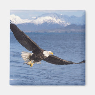 Aimant pygargue à tête blanche, Haliaeetus leucocephalus,