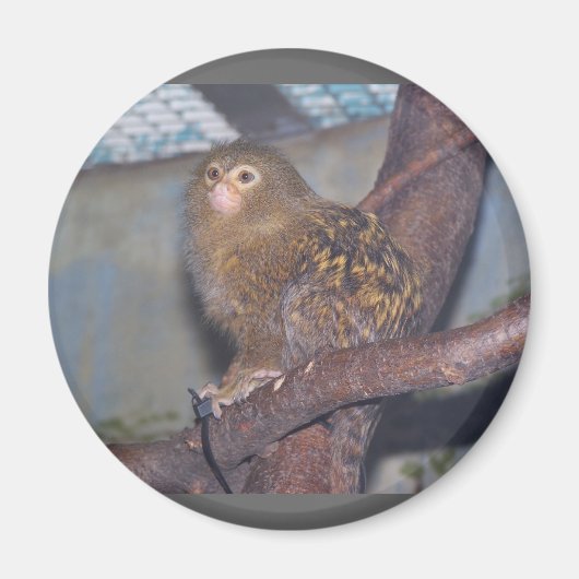 Aimant Pygmy Marmoset Portrait (Devant)