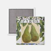 Aimant Pyrus (Recto/Verso)