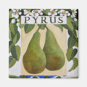 Aimant Pyrus