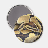 Aimant Python à balle jaune et noir 3 (Recto/Verso)