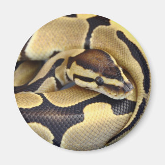 Aimant Python à balle jaune et noir 3
