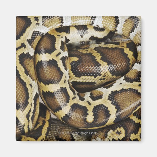 Aimant Python birman (Devant)