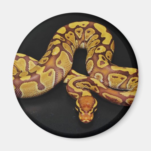 Aimant Python Brown et Gold Ball (Devant)