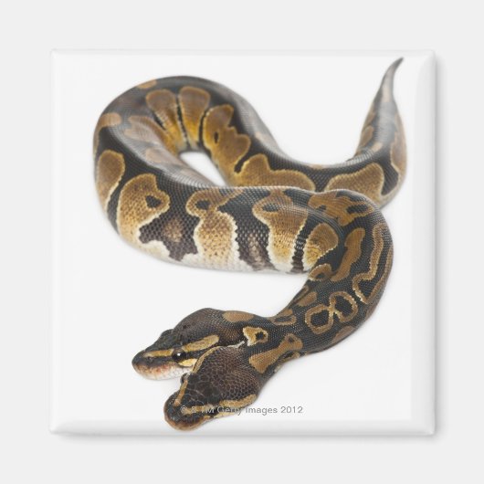 Aimant Python royal à deux têtes ou Python à boule - Pyth (Devant)