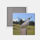 AIMANT QUAIL ON DREAM POINT (Recto/Verso)
