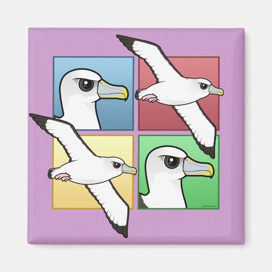 Aimant Quatre albatros couleur (Devant)