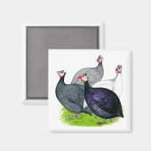 Aimant Quatre Guineas (Recto/Verso)