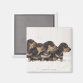 Aimant Quatre Mini Dachshund (Recto/Verso)