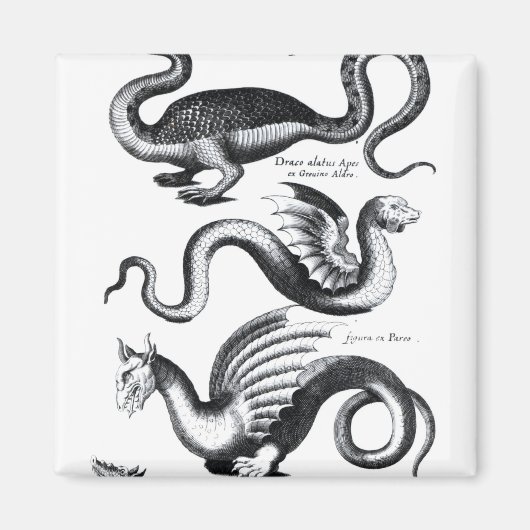 Aimant Quatre types de dragon (Devant)