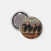 Aimant Quatuor Vautour (Recto/Verso)