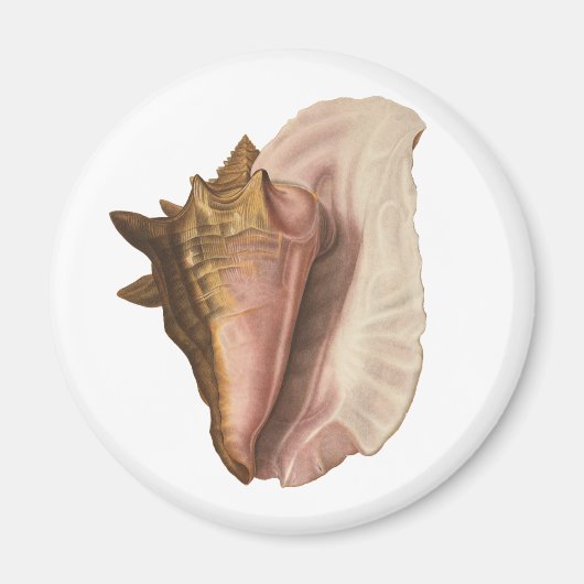 Aimant Queen Conch Shell Seashell, Vintage Marine Life (Devant)