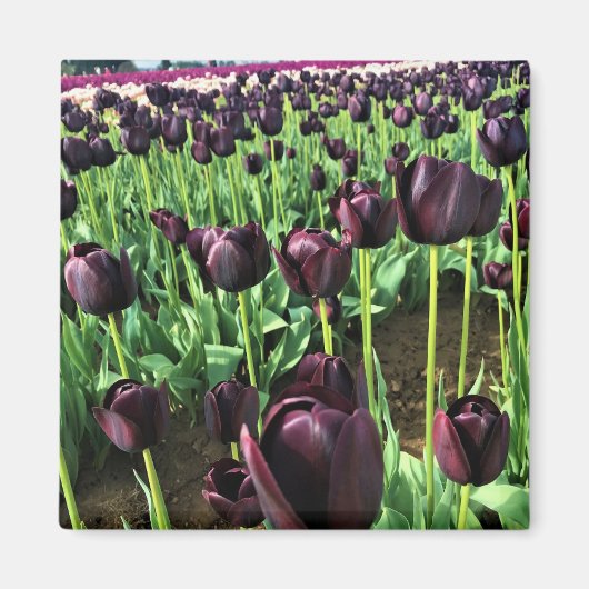 Aimant Queen of the Night Tulips, Oregon (Devant)