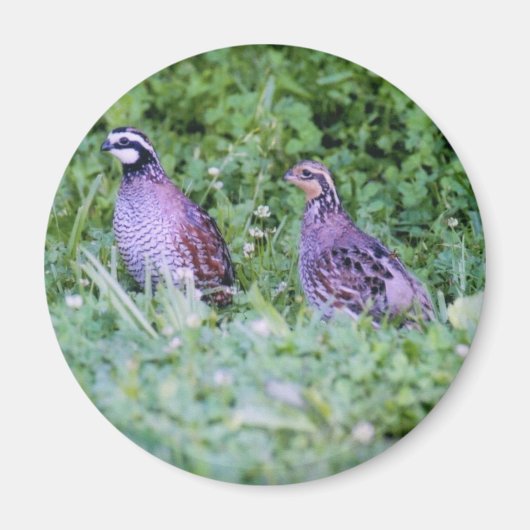 Aimant Queue de Bobwhite (Devant)