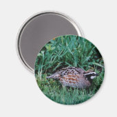 Aimant Queue de Bobwhite (Recto/Verso)