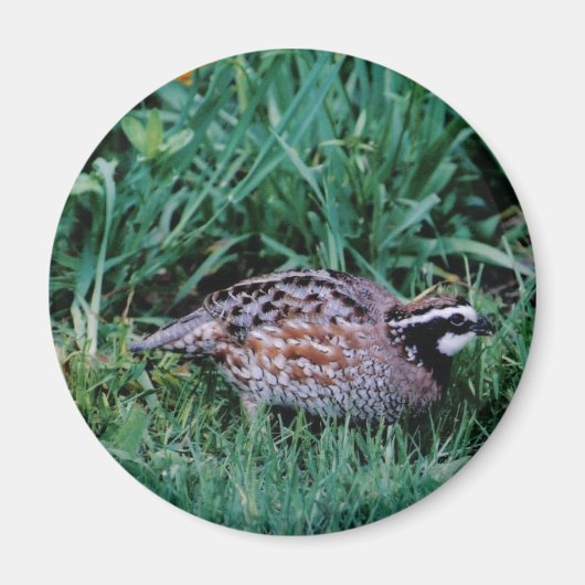 Aimant Queue de Bobwhite (Devant)