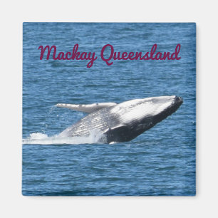 AIMANT QUEUE MACKAY QUEENSLAND AUSTRALIE DE BALEINE DE