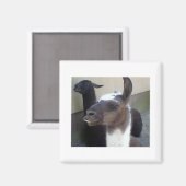 Aimant Qui moi ? Image Zoo Llama (Recto/Verso)