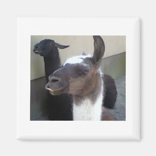 Aimant Qui moi ? Image Zoo Llama (Devant)
