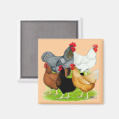 Aimant Quintette de poulet liée au sexe (Recto/Verso)