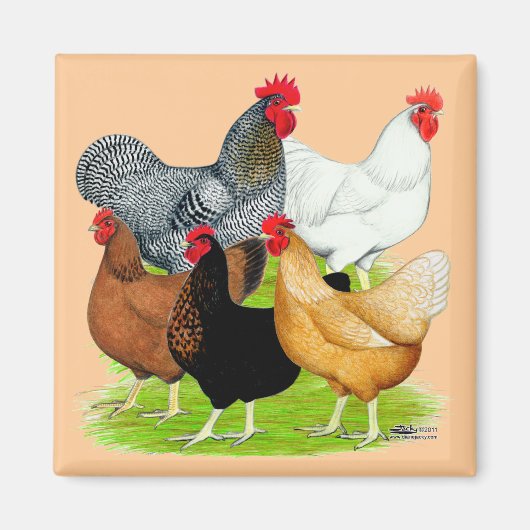 Aimant Quintette de poulet liée au sexe (Devant)