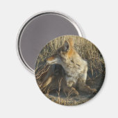 Aimant R16 Coyote (Recto/Verso)