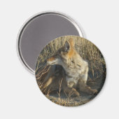 Aimant R16 Coyote se grattant (Recto/Verso)